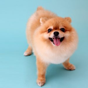 犬を飼いたい